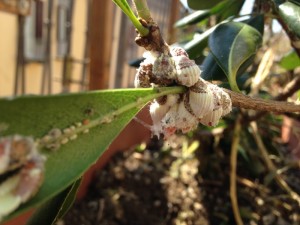 Cocciniglia-in-giardino