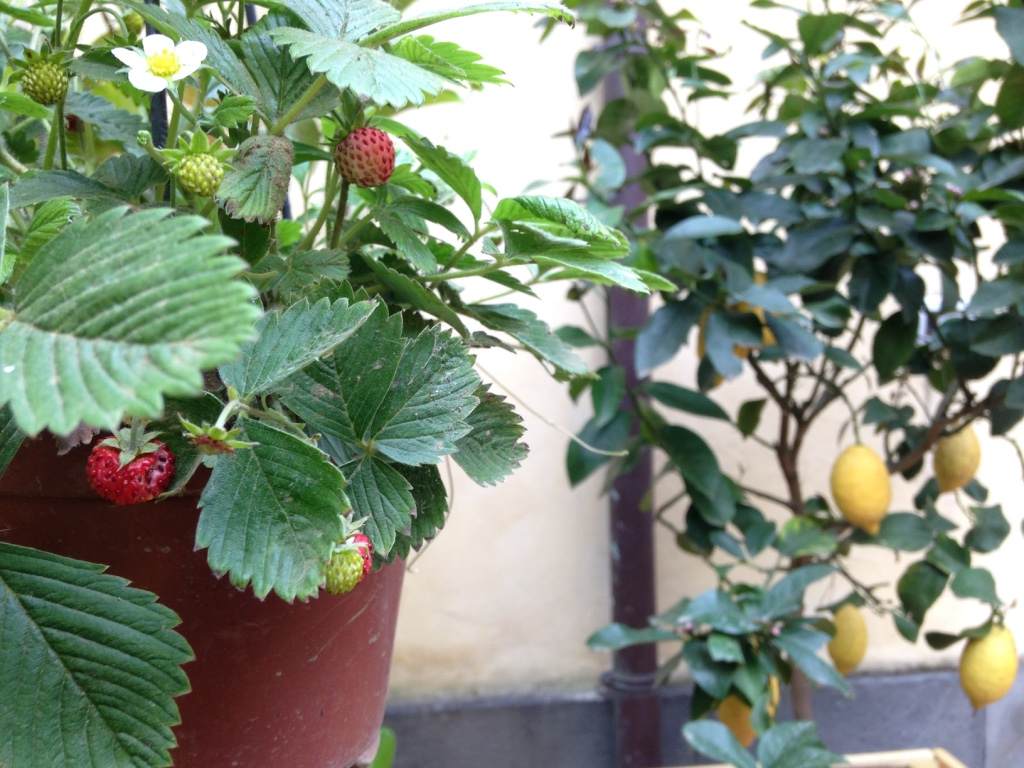 fragole limoni