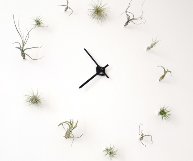 Tillaclock - orologio di tillandsia, un progetto di green design dell'architetto Guido Picardi