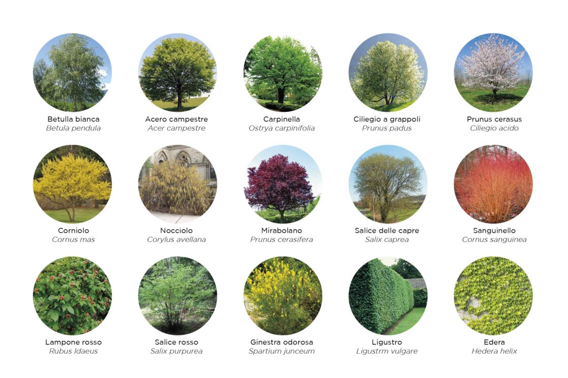 Abaco degli alberi per la scuola Pizzigoni - Guido Picardi architetto del paesaggio