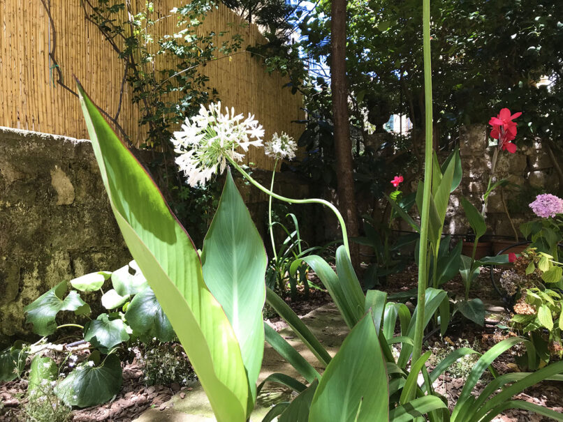 Giardino fiorito di agapanthus bianchi. Paesaggista Guido Picardi