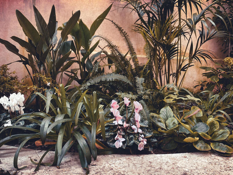 Giardino tropicale a Napoli