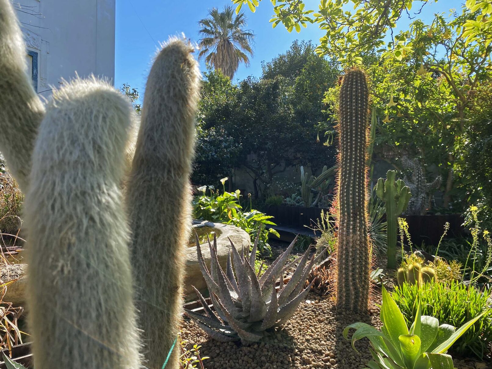 Giardino-di-cactus-a-Napoli