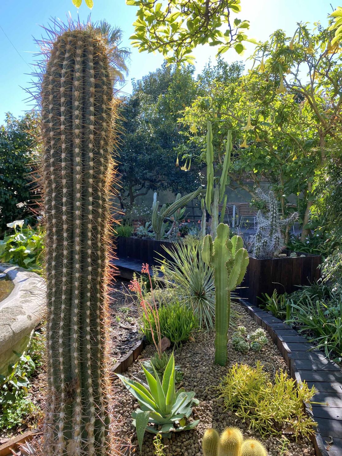 Giardino-di-cactus-a-Napoli