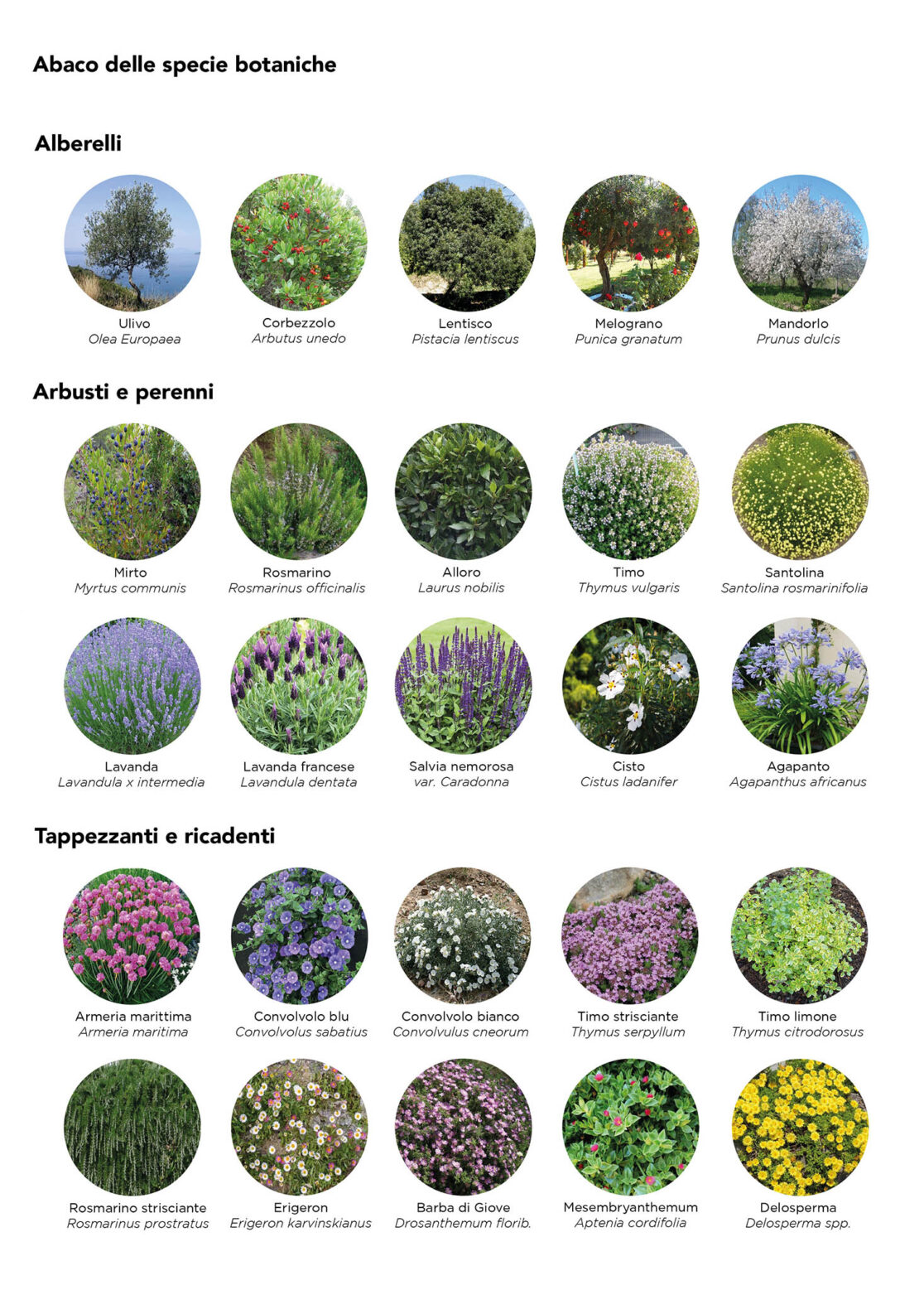 Piante mediterranee