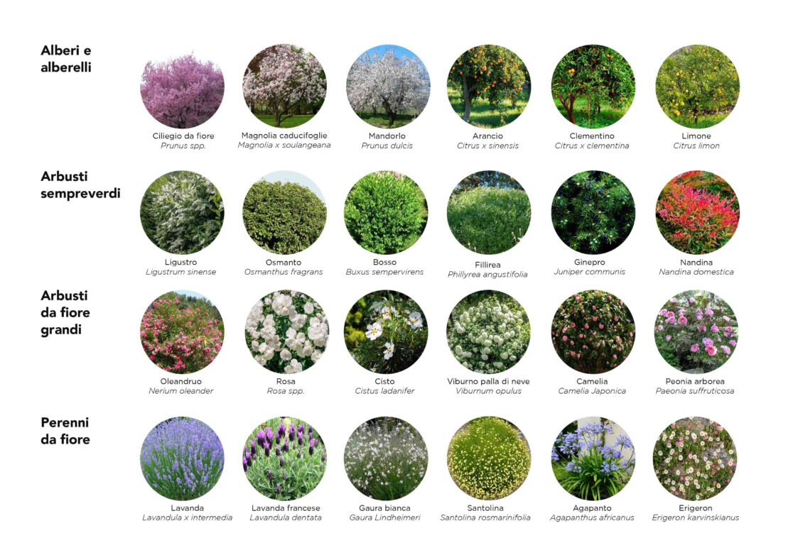 Piante_giardino_fiorito