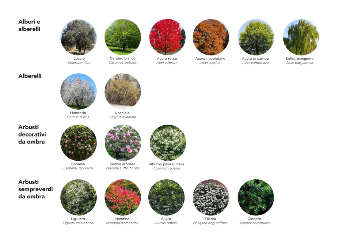 Piante_zona_foliage